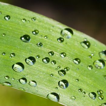 Iris flower blade with water drops in a garden