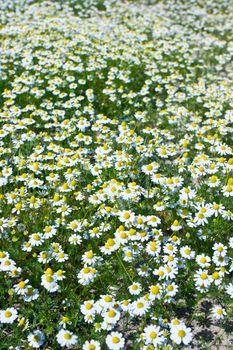 Field of blooming camomile flowers background