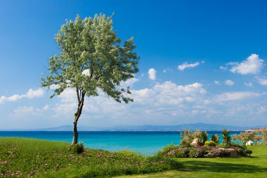 Landscape with olive tree at sunny Greek seaside