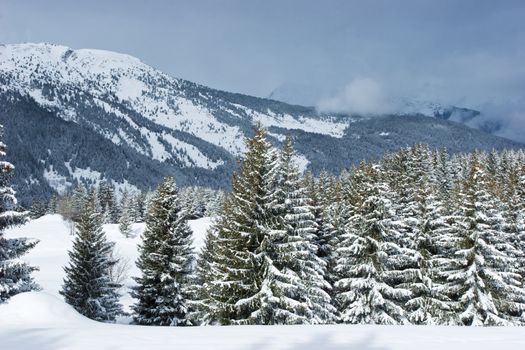 Fir trees covered with snow on a winter mountain