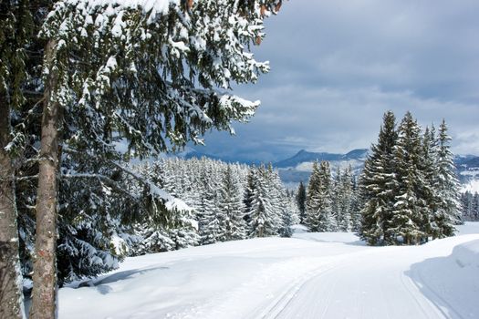 Fir trees covered with snow on a winter mountain