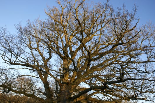 Tree tops in winter with a blue sky