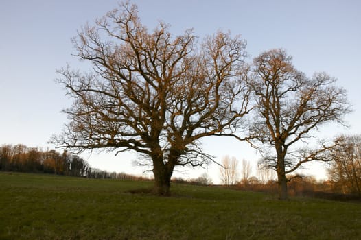 Two trees in a field in winter