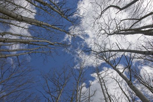 Looking up at siver bech tree tops