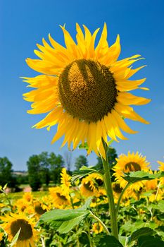 Sunflower close-up. Sunflower field in the south of France.