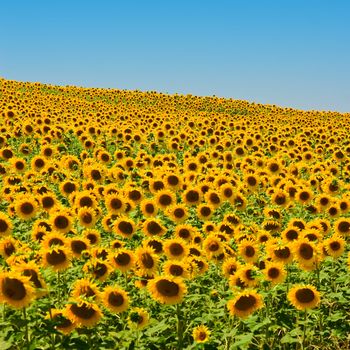 A field of sunflowers, in the south of France.