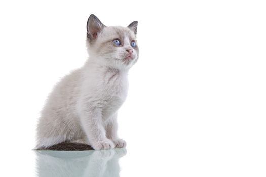 Adorable baby kitten sitting isolated on white background.