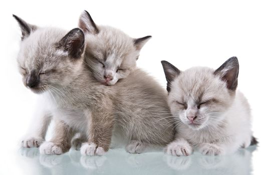 Three adorable kittens sleeping. Studio shot. Isolated on white.