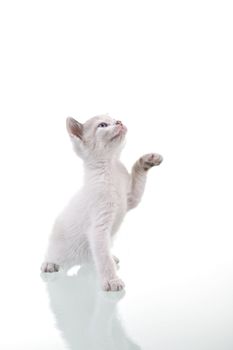 Adorable baby kitten playing. Isolated on white.