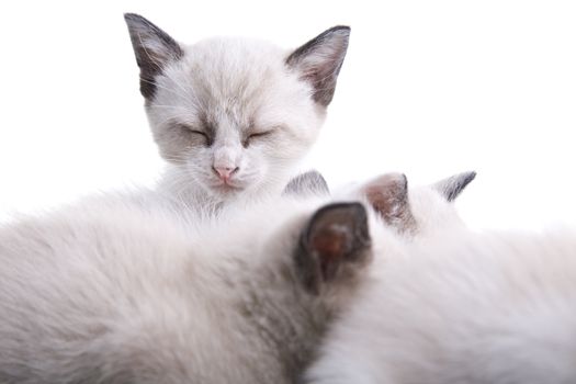 Adorable baby kittens sleeping together. Isolated on white.