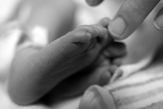 close up of a newborn baby's toes