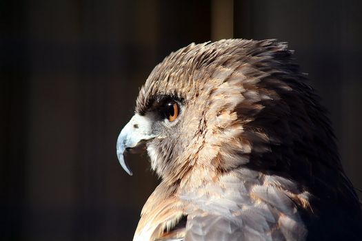 Red Hawk