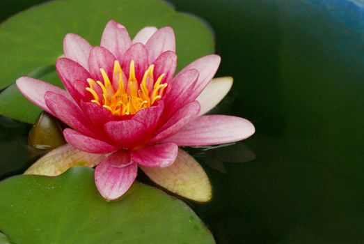 Serene pink lotus on pond water