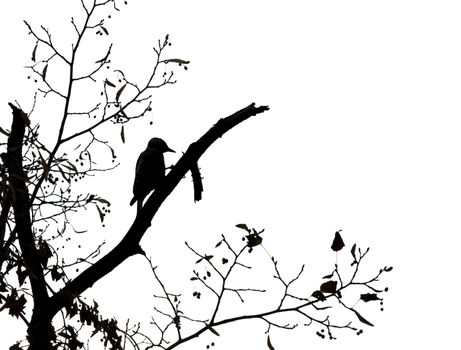 Silhouette of a woodpecker against white background