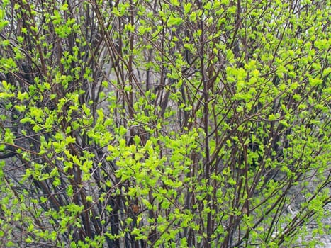 Tender young green leaves. Close up. Spring.