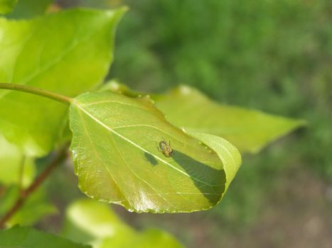 Macro of the spider constructing his web on the leaf.