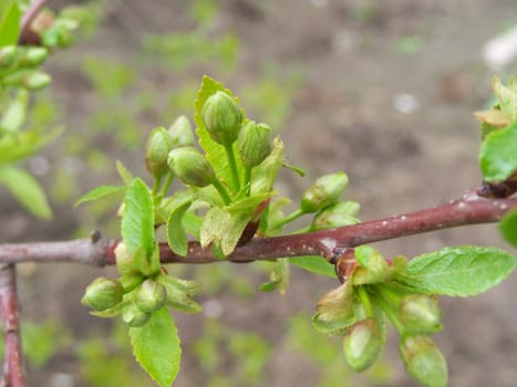 Branch with young fresh leaves. Close up.