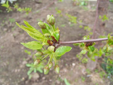 Branch with fresh leaves. Close up. Background.