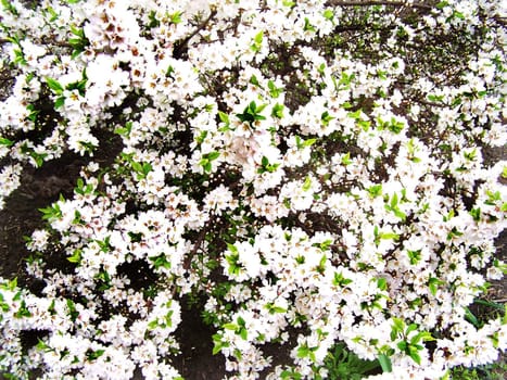 Cherry blossoms, buds and leaves. Close up.