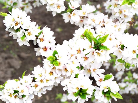 Cherry white flowers and fresh green leaves.