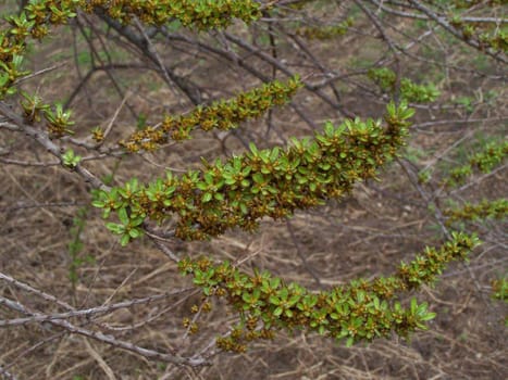 Branches with little fresh leaves. Close up.