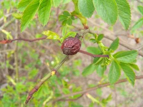 Last year dog-rose berry and fresh leaves. Macro.