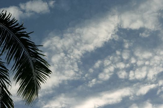 Coconut frond in a fluffy clouds and blue sky