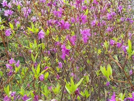 A lot of lilac blossoms of blooming shrub.