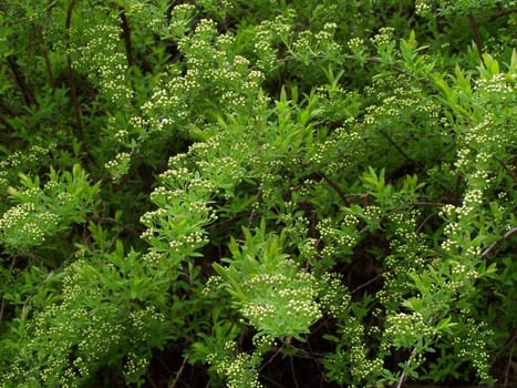 Fresh green leaves and little white flowers.