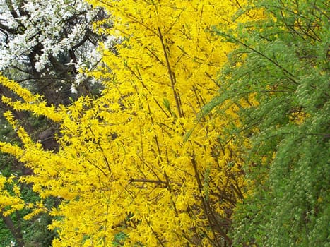 Blooming  magnolia, forsythia and green bush. Background.