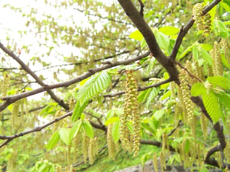 Close up of catkins and fresh leaves.