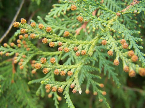 Branch of thuja tree. Close up.