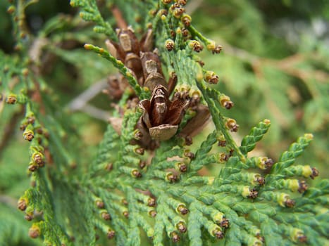 Close up of thuja little cons. Background.