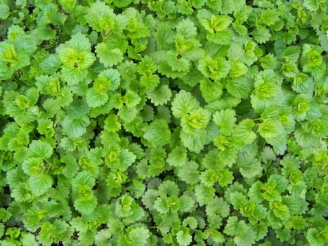 Close up of fresh green dead-nettle. Background.