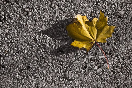 Single yellow maple leaf lying on the street. Autumn image.