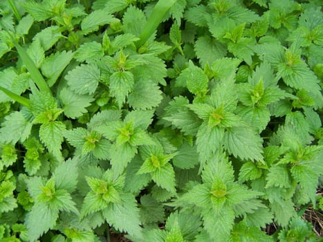 Fresh green nettle. Close up. Background.