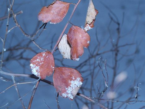 Leaves are stayng.  Tree waits for awaking.