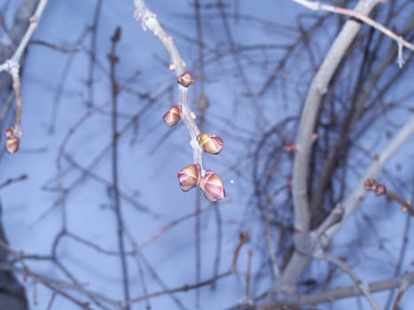 Leaf-buds in winter. Close up. February. Snow.