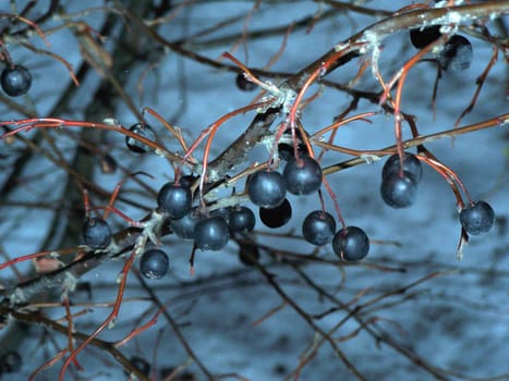 Black berries in winter. Close up. January.