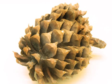 Close up of isolated fir-cone.