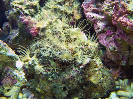 Close up of several underwater anemones. Background.