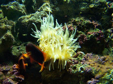 Two bright fishes and anemone. Close up.