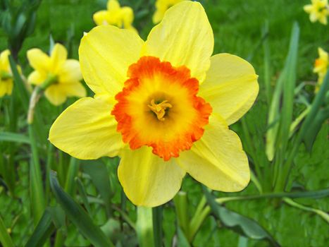 Close up of yellow and orange colored blossom.