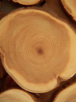 Cross section of juniper tree. Close up.