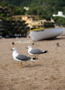 The seagulls at coast on a background a boat