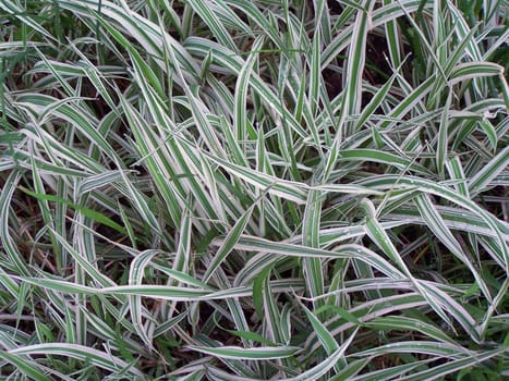 Close up of the chlorophytum leaves. Background.