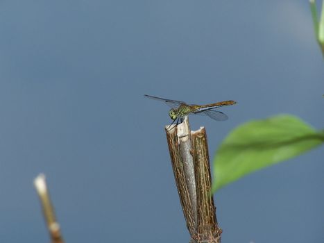 Dragonfly is sitting on the dry plant. Macro