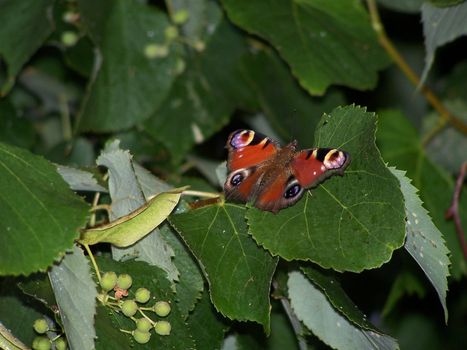 Butterfly on lime-tree leaf. Close up. Summer