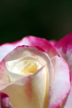 White, pink and red rose closeup against a dark background.