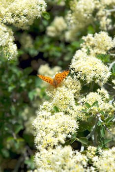 An orange Butterfly sipping necter from mountain wildflowers in springtime.